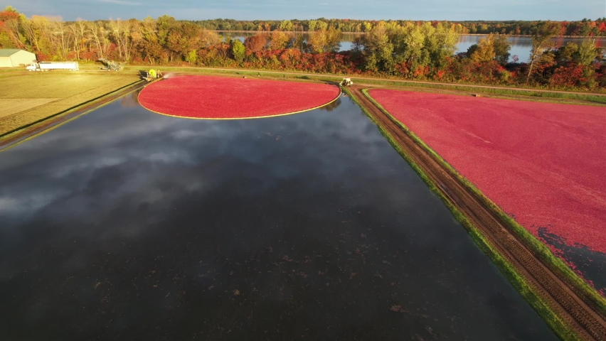 Cranberry marshes are ready for harvest in central Wisconsin.