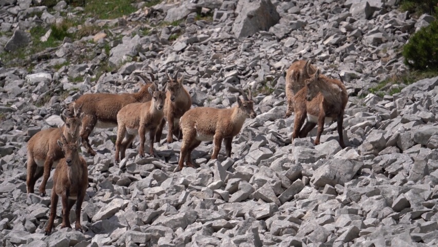 Iberian Ibex mountain goat in a rock. Capra pyrenaica