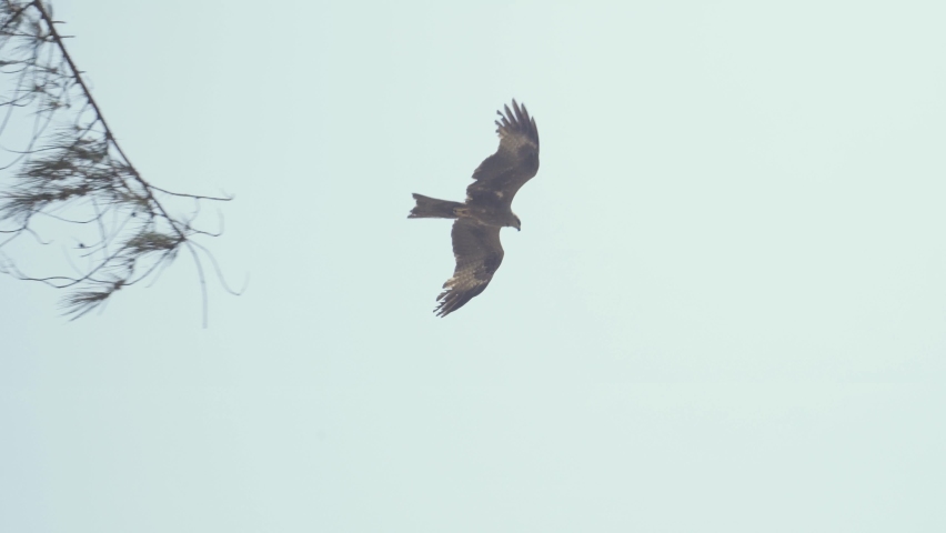 A flying eagle in the sky of India, close up shot. 4K