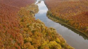 Fantastic autumn forest and Dnister river from a bird's eye view. Location place Dniester Canyon National Park, Ukraine, Europe. Cinematic shot. Drone footage. Filmed UHD 4k video. Beauty of earth.