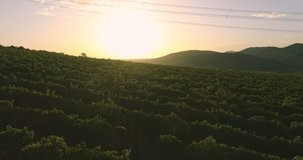 Sunrise landscape of vineyard agricultural fields in the countryside, aerial view of grapevine rows and grapes