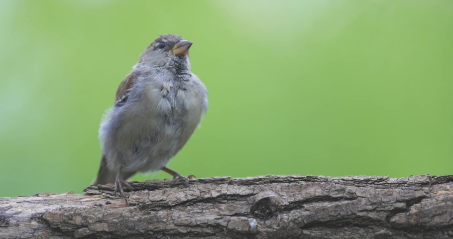 little cute sparrow sits on a branch and looks around. Stock wildlife . High quality 4k footage