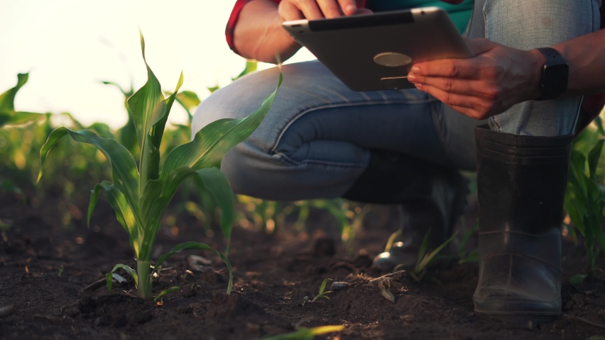 Agriculture. Plantation of green corn. Harvest of agricultural produce. Farmer with a tablet in corn field. Farmer at sunset in field. Rural business Agriculture concept. harvesting on farm in autumn Royalty-Free Stock Footage #1095369125