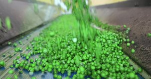Industrial production of peas in food processing plant. Transport peas grain on a conveyor for processing in food factory, slow motion. Close up, indoors footage