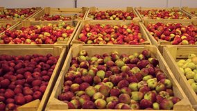 Apples in Wood Crates Ready for Shipping. Cold Storage Interior. Large Distribution Warehouse with Apples. Video Footage for Advertising. Juice, Cider, Vinegar Production. Food Factory. Fruit Industry