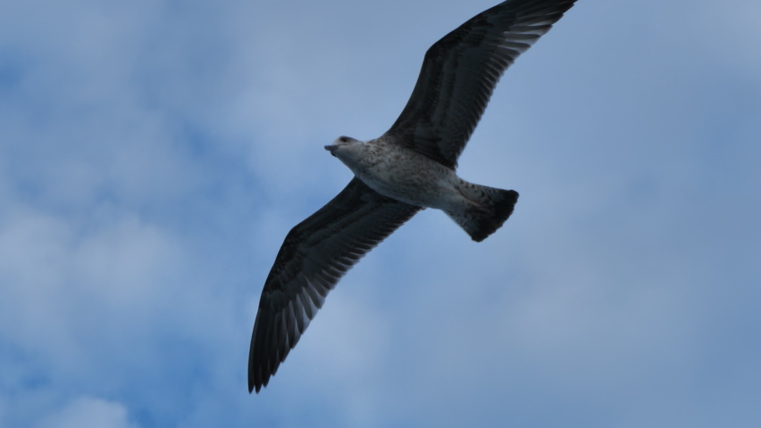 The bird flies overhead, handheld shot
