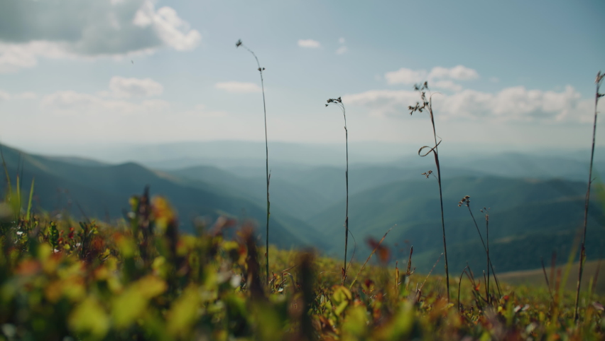 Thin sprouts of grass swaying from the warm wind, greenery warming by sun