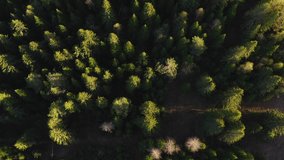 View of the semi-autumn forest from a helicopter. Clip.View from a height of a green and slightly yellow forest on which the light rays of the sun fall.