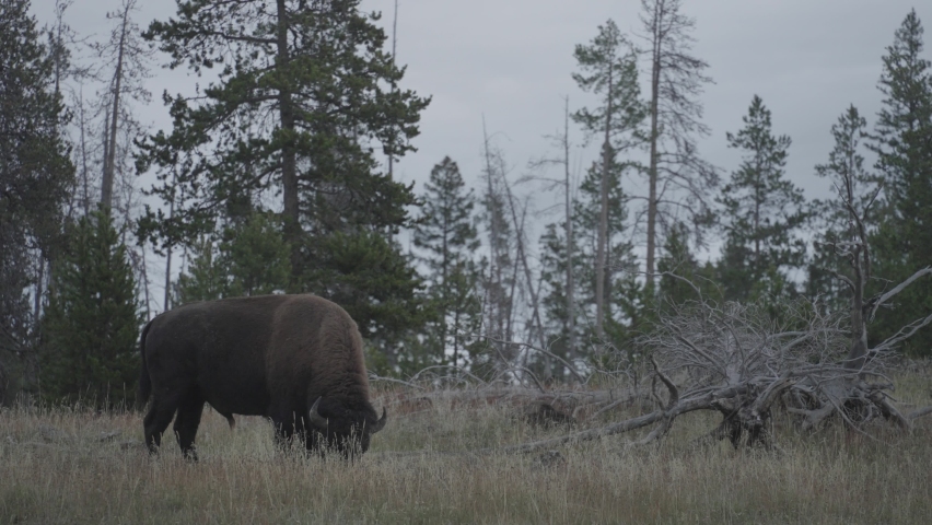 American Bison Grazing near Upper Geyser Basin in Yellowstone National Park Wyoming