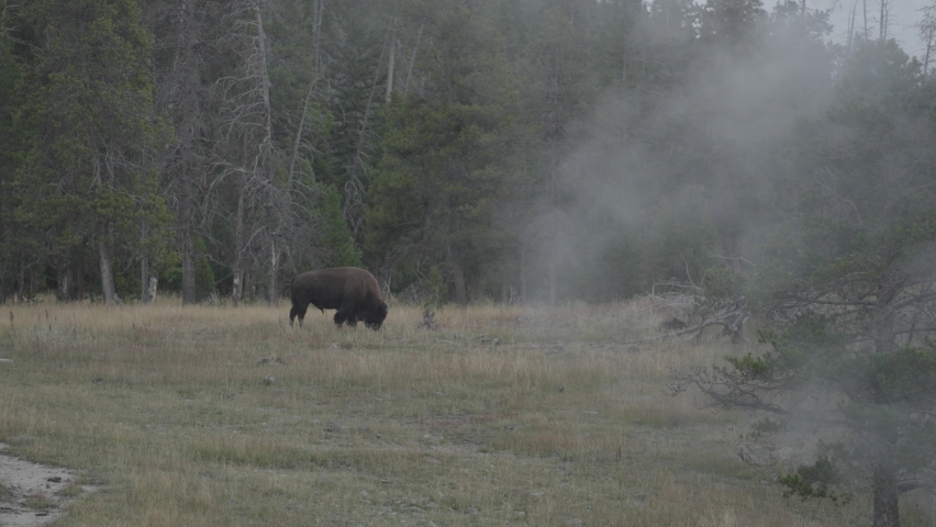 American Bison Grazing near Upper Geyser Basin in Yellowstone National Park Wyoming