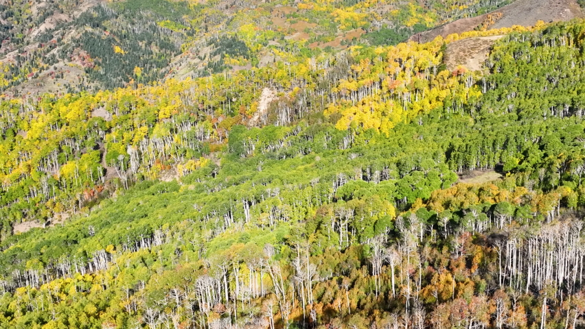Aerial Autumn October colors mountain canyons pant. Beautiful season Autumn fall colors in Maple, Oak and Pine forest. Central Utah. Beautiful mountain canyon valley and trails. Travel destination.