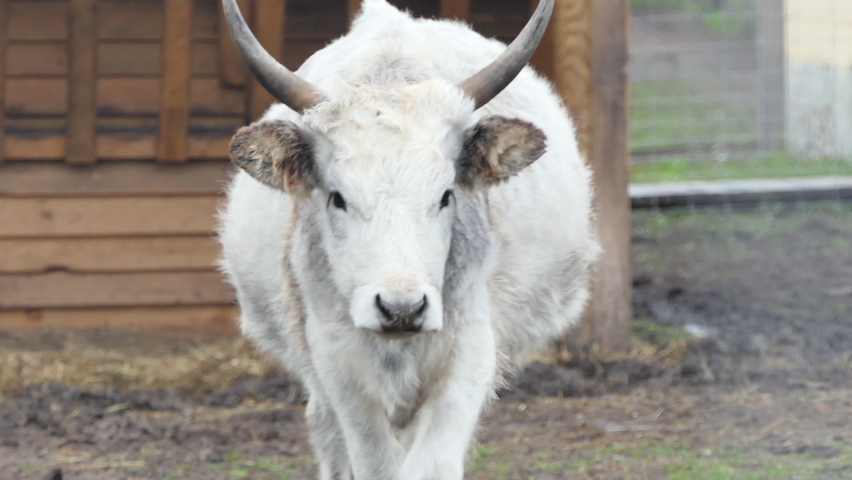 Hungarian gray, also known as Hungarian steppe cattle, close up.