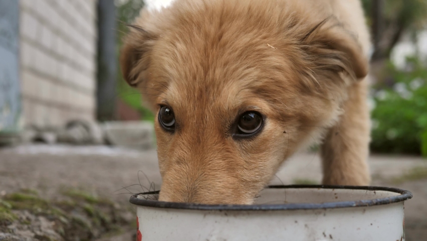 Homeless red dog greedily eats food from a bowl. Little frightened street dog eats soup on the street. A hungry abandoned beast laps up the soup | Shutterstock HD Video #1095385401
