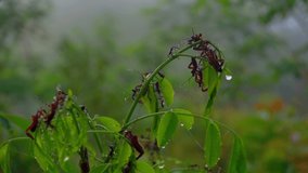 Leaves with group of insects are perched on it. The atmosphere of the rain forest when the weather is foggy in the morning. Acanthocephala insects