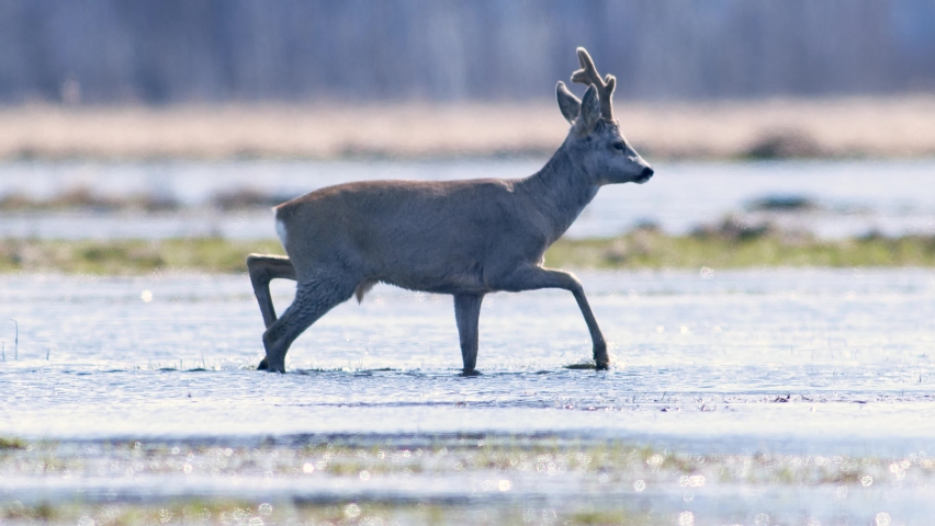 Male roe deer crossing puddle in flooded meadow in hot spring sunny day