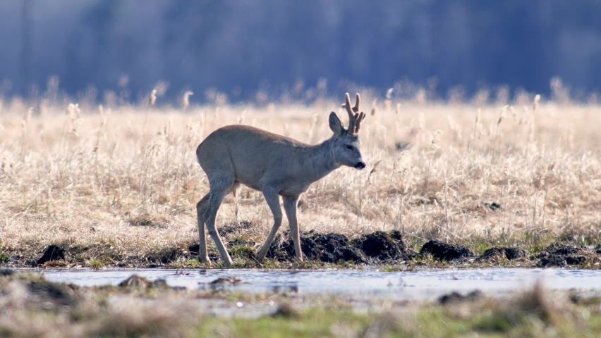 Male roe deer crossing puddle in flooded meadow in hot spring sunny day