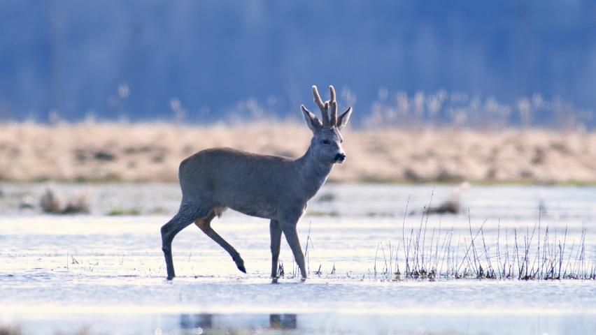 Male roe deer crossing puddle in flooded meadow in hot spring sunny day