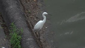 Little egret standing by the water, opening beak and looking around