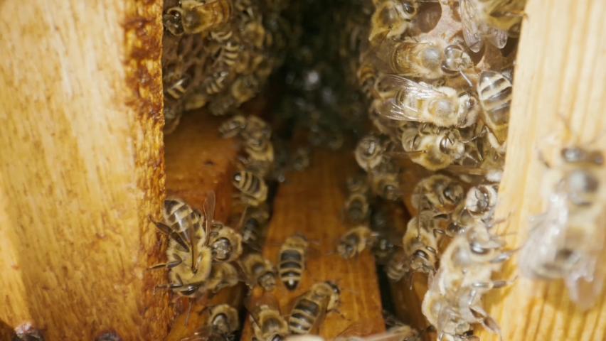 Honey bees climb the combs on the frames inside the hive.