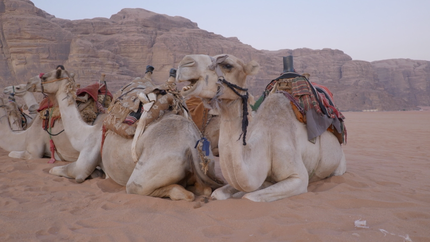 A group of camels sitting on the sand dune in the Wadi Rum desert, Jordan Royalty-Free Stock Footage #1095407373