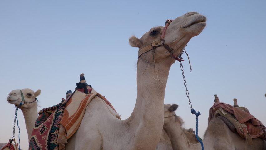 Detail of camel's head in the desert with funny expression Royalty-Free Stock Footage #1095407375