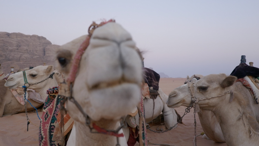 Detail of camel's head in the desert with funny expression Royalty-Free Stock Footage #1095407397