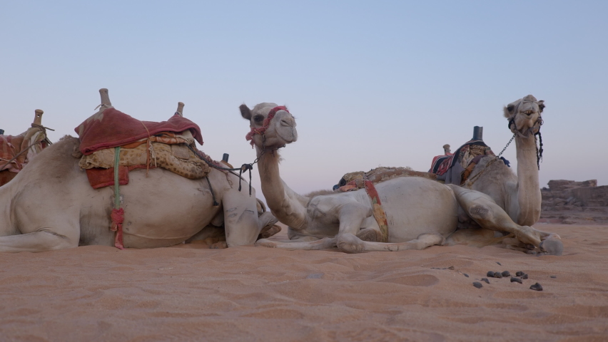 A group of camels sitting on the sand dune in the Wadi Rum desert, Jordan Royalty-Free Stock Footage #1095407407