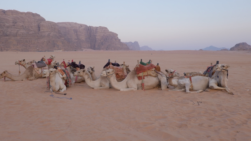 A group of camels sitting on the sand dune in the Wadi Rum desert, Jordan Royalty-Free Stock Footage #1095407421