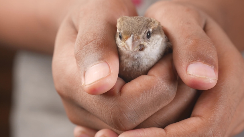 a sparrow bird hand close up 