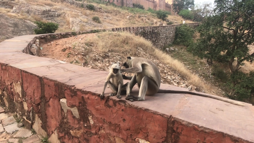 Jaipur, India - Monkeys play on the fence of an old fortress part 2