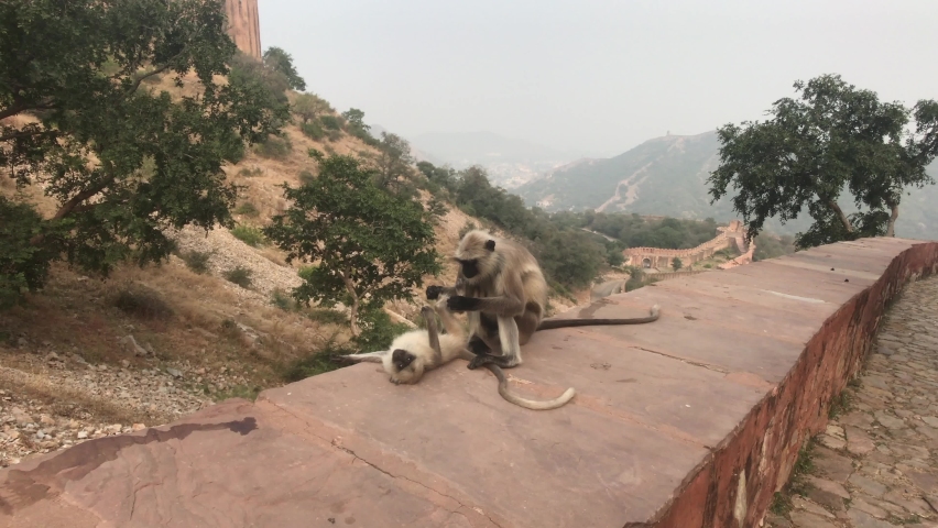 Jaipur, India - Monkeys play on the fence of an old fortress