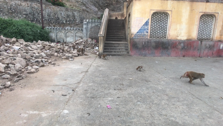 Jaipur, India, November 04, 2019 Galta Ji, monkeys run around the complex part 5