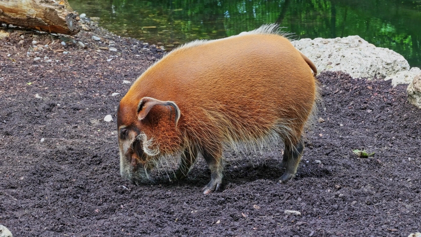 Red river hog, Potamochoerus porcus, also known as the bush pig. This pig has an acute sense of smell to locate food underground.