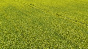 Aerial video of drone flight over agricultural fields of rapeseed and wheat. Altai Krai, Siberia, Russia