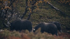 Musk Ox Herd Walking In The Mountains In Dovrefjell-Sunndalsfjella National Park In Norway. Medium Shot - Powered by Shutterstock - Get 15% off with code: PIKWIZARD15