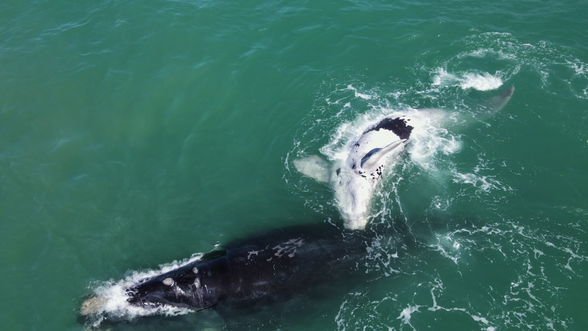 Southern Right whale exhales next to its perky brindle calf; aerial Royalty-Free Stock Footage #1095430457