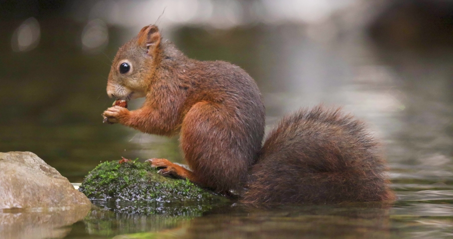 Beautiful red squirrel eating nut at stone in the water then jumps away.