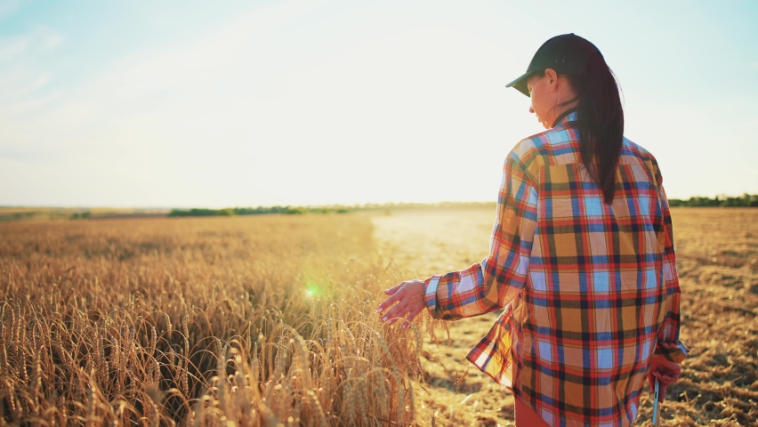 Rear view of young woman farmer walking across field and running her hand through golden ears of wheat harvest. Agronomist holds ears of wheat, check quality of wheat grain. Agriculture food industry.