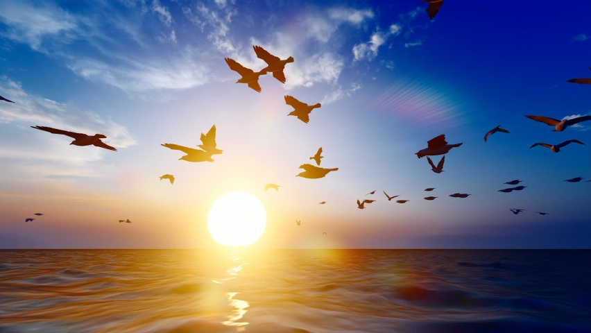 Seagulls fly freely over the sea at sunset slow motion