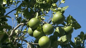 Orange tree with green orange fruits swaying in the wind. Close up slow motion full HD video banner with fruit tree.