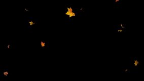 Autumn Leaf fall animation. Autumn maple leaves falling on black background. 4K loop, Dry leaf fall with Luma matte - Powered by Shutterstock - Get 15% off with code: PIKWIZARD15