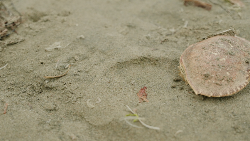 A crab shell lying in the sand on the beach.