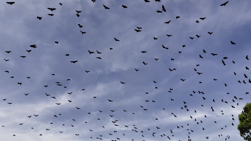 a flock of bats, a flock of flying dogs flying over the trees Royalty-Free Stock Footage #1095456547