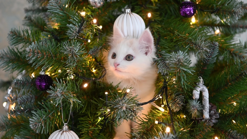 white cat kitten plays on the christmas tree with christmas decorations and lights christmas concept. High quality 4k footage