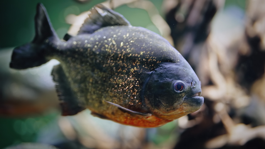 Predatory hungry freshwater red bellied piranha fish swimming in aquarium of oceanarium. Flock of piranhas close-up view.