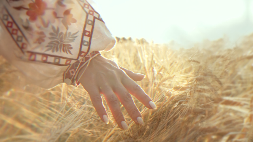 Woman in Ukrainian embroidered shirt touching ripe ears of barley or wheat in sunset light. Rich harvest, agriculture, chernozem concept. Enjoying nature at holidays or weekend adventure, prism effect