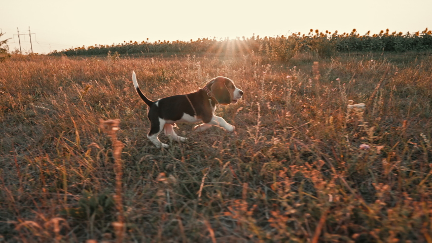 Happy beagle puppy running to camera. Active dog spending good time on walk on nature countryside background . Cute little doggy. Hunting breed. Royalty-Free Stock Footage #1095457519