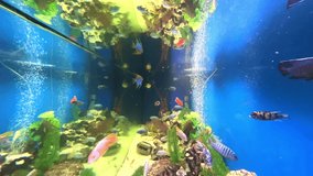 Colourful blue aquarium with lovely coloured mixed tropical fish. Rocks coral and plants in their magical light colours  