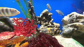 Colourful blue aquarium with lovely coloured mixed tropical fish. Rocks coral and plants in their magical light colours fish tank