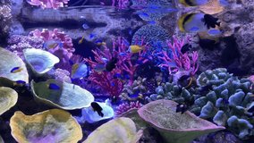 Fishes swim in the sea aquarium 4K video. 